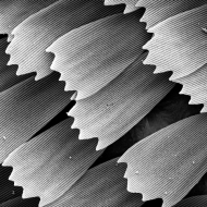 Butterfly Wing, 350x Magnification
